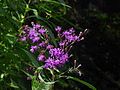 Tall Ironweed