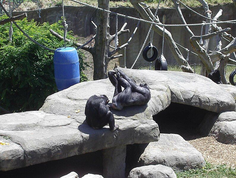 File:Wellington Zoo Chimp.JPG