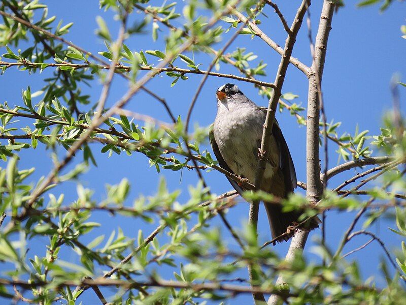 File:White-crowned sparrow, 2023-04-07.jpg