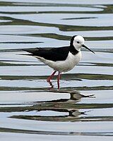 Black-winged Stilt