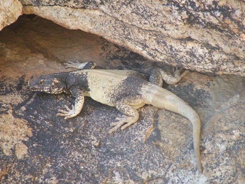 File:0703Chuckwalla.JPG