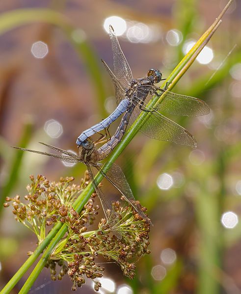 File:2014.07.18.-26-Schwarzbach Woellnau--Kleiner Blaupfeil-Paarungsrad.jpg