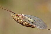 Italochrysa italica (Belonopterygini)