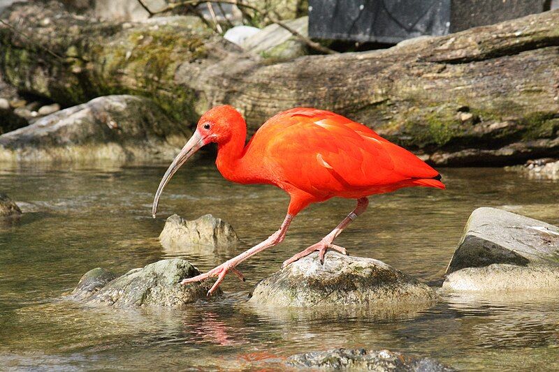 File:2016 Roter Ibis.JPG