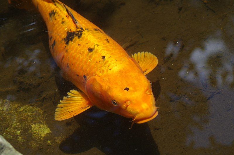 File:AZBG Koi.jpg