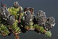 Image 50Pinaceae: unopened female cones of subalpine fir (Abies lasiocarpa) (from Conifer)