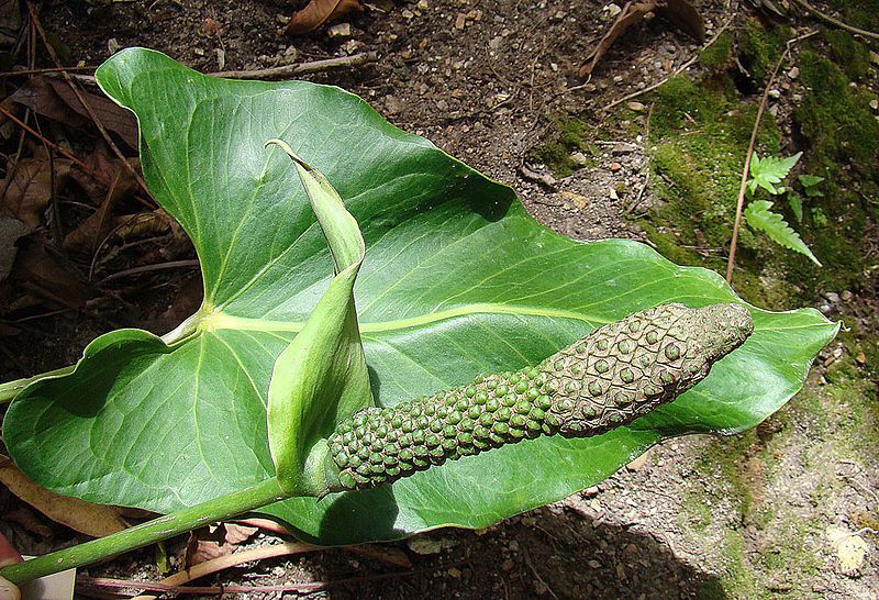 File:Anthurium rzedowskii (9160526502).jpg