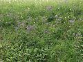 Plants growing in a meadow