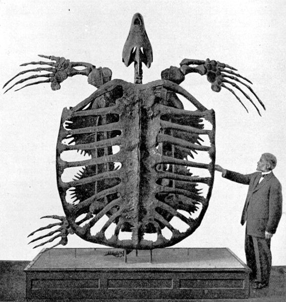 File:Archelon skeleton.jpg