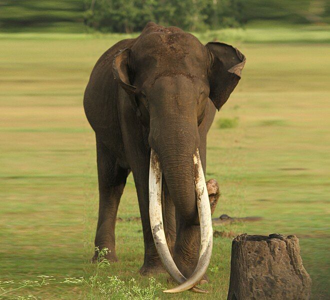 File:Asiatic Elephant Kabini.jpg