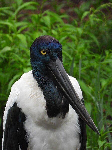 File:Black-necked stork.jpg