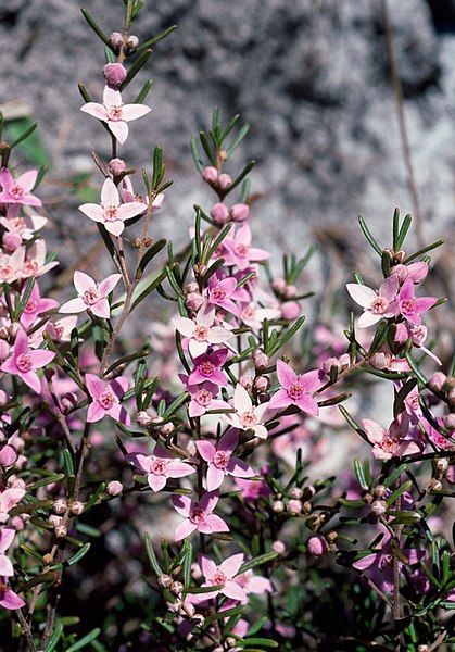 File:Boronia rosmarinifolia.jpg