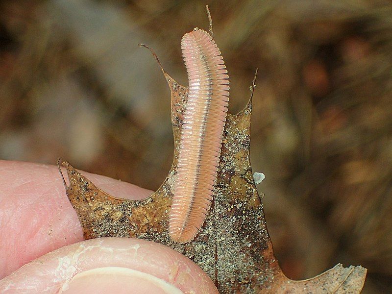 File:Brachycybe lecontii 66323361.jpg