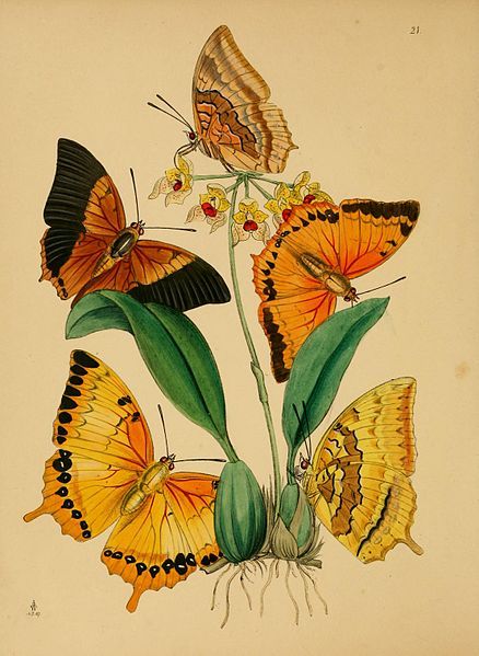 File:CabinetOrientalEntomology21.jpg