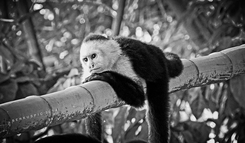 File:Capuchin monkey (13434730224).jpg