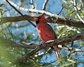 Singing Cardinal