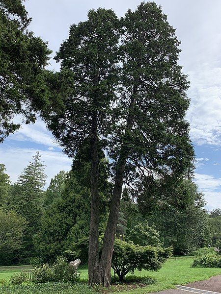 File:Chamaecyparis lawsoniana 'Erecta'.jpg