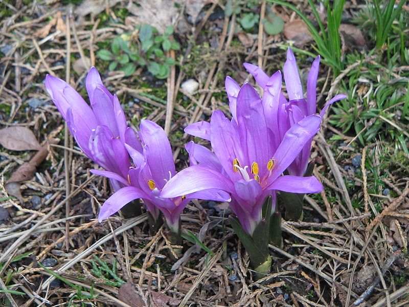 File:Colchicum bulbocodium3.jpg