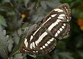 Common Sailer dorsal view