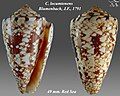 Conus locumtenens Blumenbach, J.F., 1791