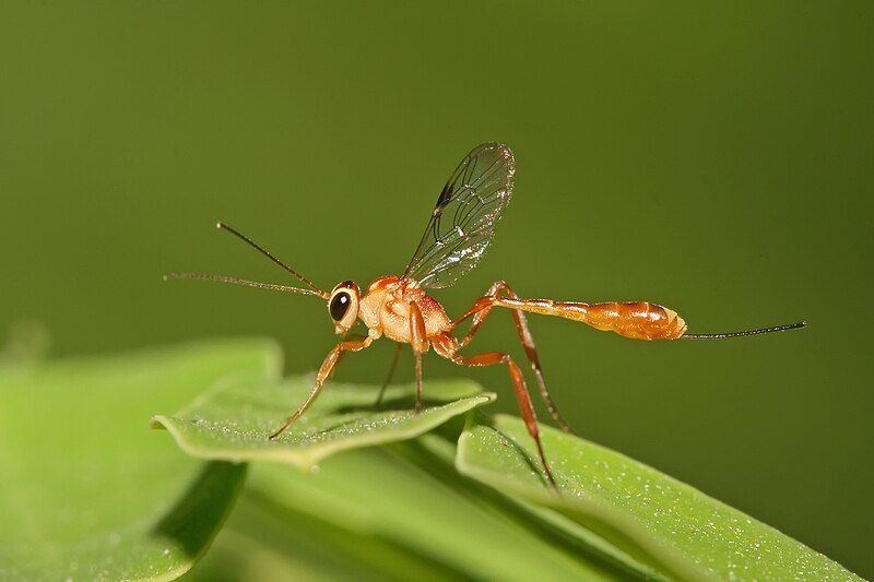 File:Cremastinae wasp.jpg