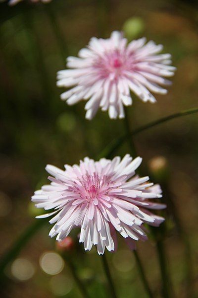 File:Crepis rubra.jpg