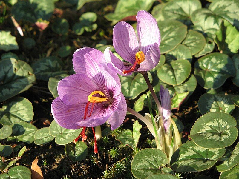 File:Crocus sativusRHu.jpg