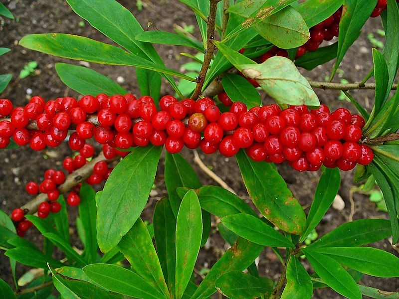 File:Daphne mezereum 003.JPG