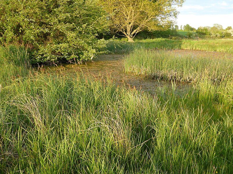 File:Darsham Marshes 12.jpg