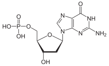 Skeletal formula of deoxyguanosine monophosphate