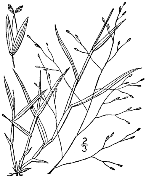 File:Digitaria cognata BB-1913.png