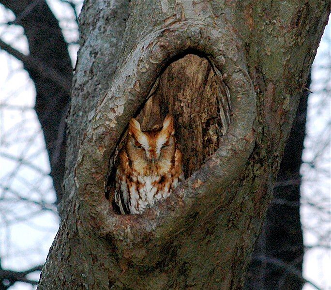 File:Eastern Screech Owl-red-phase2.jpg