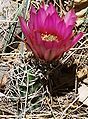 Fendler's hedgehog (Echinocereus fendleri) ditto