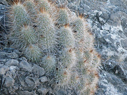 Habitat in Viesca, Coahuila