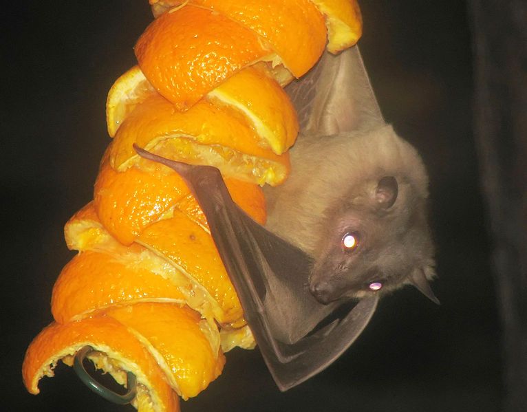 File:Egyptian.fruitbat.arp.jpg