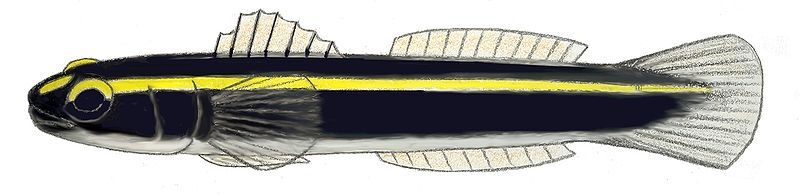 File:Elacatinus xanthiprora.JPG