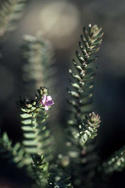 File:Eremophila veronica.jpg