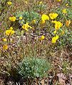 Eschscholzia glyptosperma