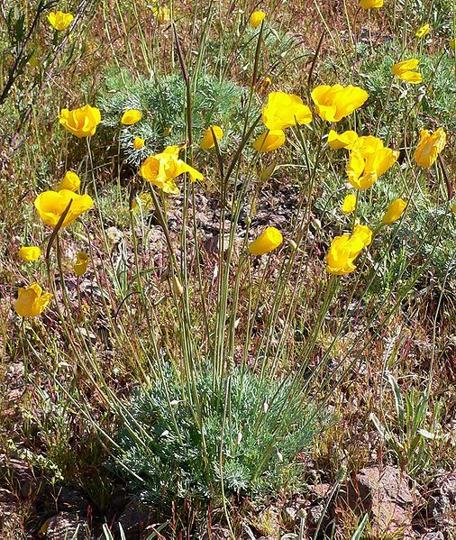 File:Eschcholzia glyptosperma 1.jpg