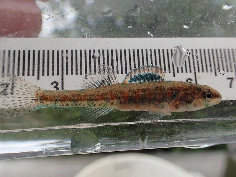 File:Etheostoma exile 46252614.jpg