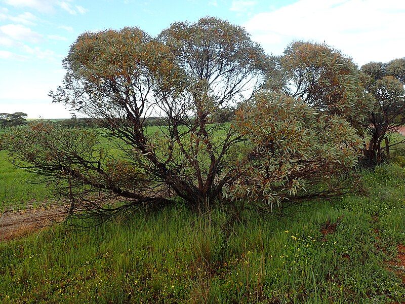 File:Eucalyptus pluricaulis habit.jpg