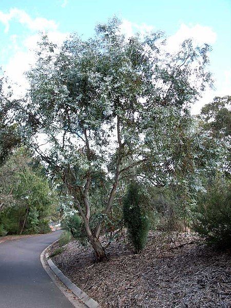 File:Eucalyptus risdonii.jpg