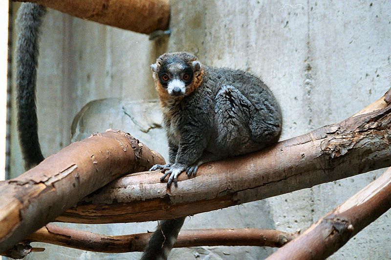 File:Eulemur-mongoz 59489762.jpg