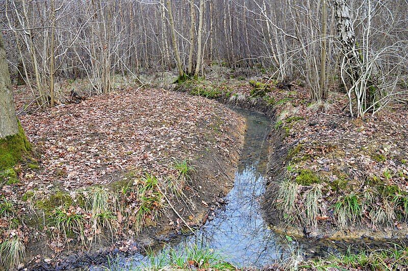 File:Gamlingay Wood 6.jpg