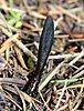 glutinous earth tongue fungus