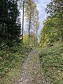 The Gotaleden trail through the reserve