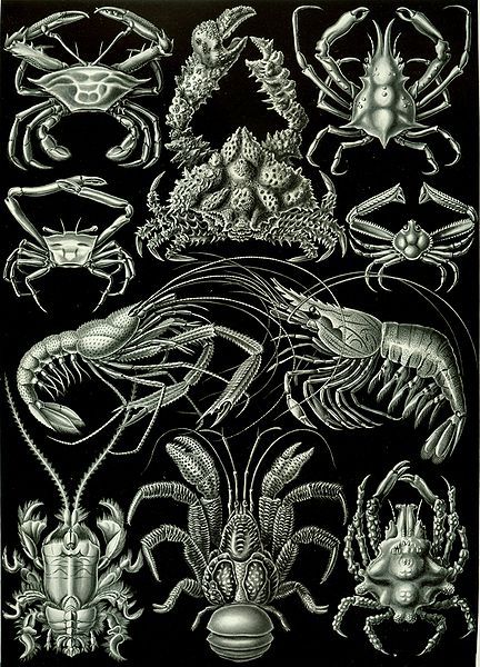 File:Haeckel Decapoda.jpg