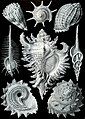 Ernst Haeckel's prosobranchia - POTD June 27, 2006