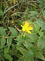 Hypericum hircinum