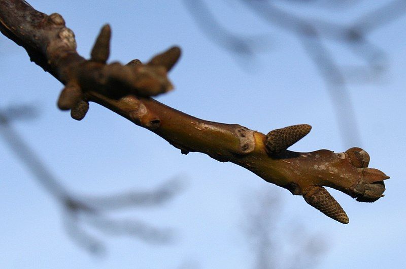 File:Juglans-regia-buds.jpg